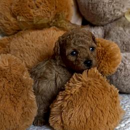 Goldie - Red  female Poodle puppy in Elkhorn, Nebraska from Orel Toy & Miniature Poodles