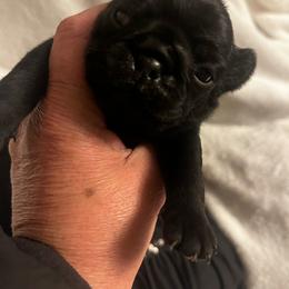 'Toad' Black boy 1 - Black male Pug puppy in Onalaska, Washington from Cupid’s Pugs