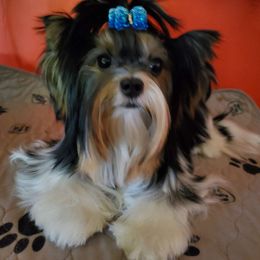 Jubilee - Biewer Terrier