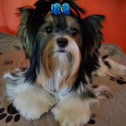 Jubilee - Biewer Terrier