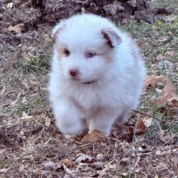 Crunch - Red merle male Australian Shepherd puppy in Warsaw, Missouri from Siercks Ranch Aussies