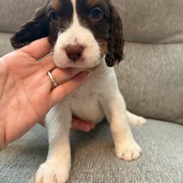 Red boy - White and liver male English Springer Spaniel puppy in Lufkin, Texas from Shifletknight Springer Spaniels
