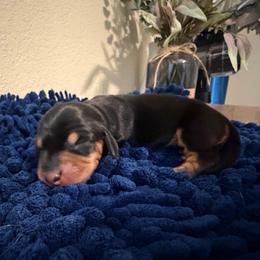 Holly - Black and cream female Dachshund puppy in Bullard, Texas from Daschund Pups