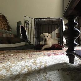 Labrador Retriever Puppies from Knotty Creek Labradors