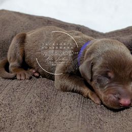 Red Female - Red and rust female Doberman Pinscher puppy in Spencer, Indiana from Jackson's Dobermans