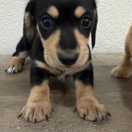 Daisy - Black and cream female Dachshund puppy in Rising Star, Texas from Boring Weenies