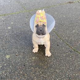 Boy 3 - Fawn male Cane Corso puppy in Olympia, Washington from Grayling Dawn Cane Corso
