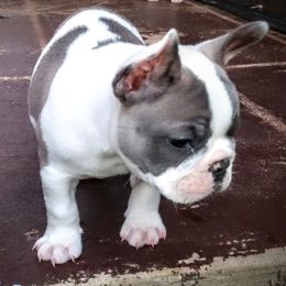 French Bulldog Puppies from littlepartnerpuppies.com