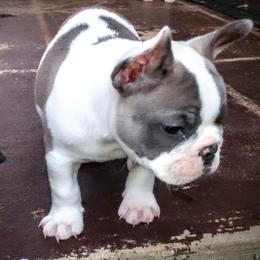 French Bulldog Puppies from littlepartnerpuppies.com