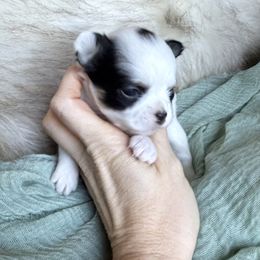 River - Blue and white male Chihuahua puppy in Laurel, Mississippi from Home of Tiny Chihuahuas
