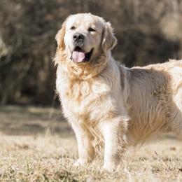 Kenny - Golden Retriever