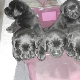 Labrador Retriever Puppies from Hanova Labradors