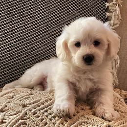 Cooper - White male Havapoo puppy in Salem, Oregon from My Havapoo Puppy