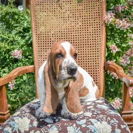 Boy 1 (NEW VIDEO) - Mahogany and white male Basset Hound puppy in Pauls Valley, Oklahoma from Puppy-Love Bassets