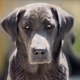 Bailey - Labrador Retriever