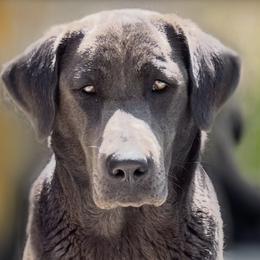 Bailey - Labrador Retriever