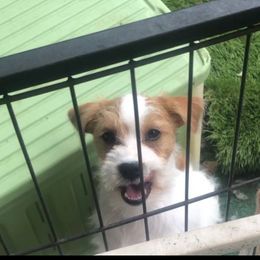 Russell Terrier Puppies from Awesome Pups
