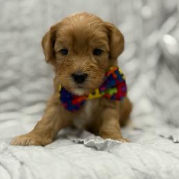 Dime - Red male Australian Labradoodle puppy in Calhoun, Louisiana from Arrowhead Australian Labradoodles