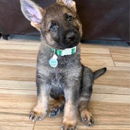 Green - Sable male German Shepherd puppy in Buckeue, Arizona from Légende Vivante Du Chief Kennel