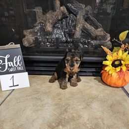 Puppy 1 - Black and tan female Welsh Terrier puppy in Salem, Indiana from Walnut Ridge Terriers