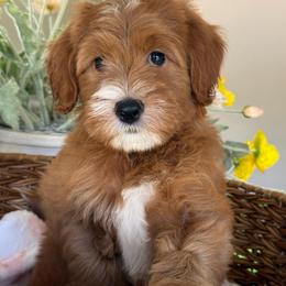 Nathanael - Red  male Goldendoodle puppy in Yuciapa, California from AlltheDoodlez_