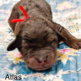 Atlas - Merle male Goldendoodle puppy in Pasco, Washington from Camp Doodle Woods