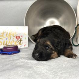 Xander - Blue - Black and red male German Shepherd puppy in Iola, Wisconsin from DeFelice's German Shepherds