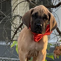 Boy 3 - Fawn Great Dane puppy in Michigan from Garrow Danes House of Blues