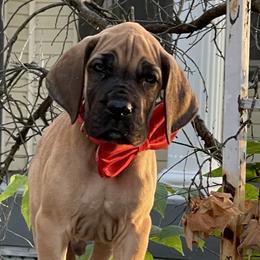 Boy 3 - Fawn Great Dane puppy in Michigan from Garrow Danes House of Blues
