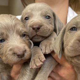 Weimaraners from JK Silver Weimaraners