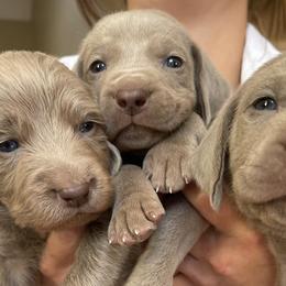 Weimaraners from JK Silver Weimaraners