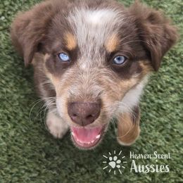 Niko - Australian Shepherd puppy from Heaven Scent Aussies