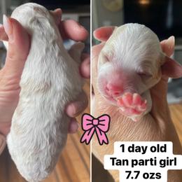 Girl 2 - Cream female Cavapoo puppy in Mc Connellsburg, Pennsylvania from Mumma’s Standard Poodles