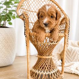 Summer - Red  female Goldendoodle puppy in Battleground, Washington from Doodles Delight PNW