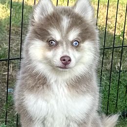 Bronzie - Lavender male Pomsky puppy in Rhome, Texas from TyeDye Kennels