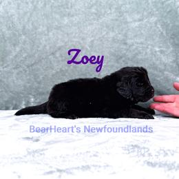 Zoey - Black female Newfoundland puppy in Cortez, Colorado from Bear Heart Newfoundlands, LLC
