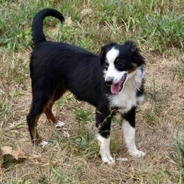 ALPHALFA BTM - Black tri male Toy Australian Shepherd puppy in Norwood, Missouri from Looney Farm’s Toy & Mini Aussies