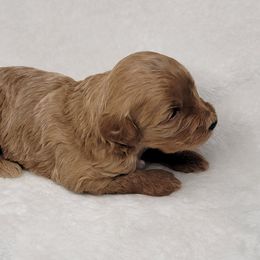 Goldendoodle Puppies from Lake Village Doodles