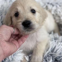 Goldendoodle, Golden Retriever, Poodle, and Shih Tzu Puppies from Platinum Paws Puppies