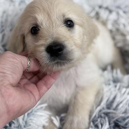 Goldendoodle, Golden Retriever, Poodle, and Shih Tzu Puppies from Platinum Paws Puppies