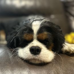 Cavalier King Charles Spaniels from Utah Cavaliers
