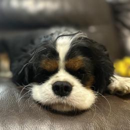 Cavalier King Charles Spaniels from Utah Cavaliers
