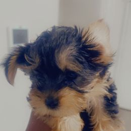 Boy 1 - Black and gold Yorkshire Terrier puppy in Fort Worth, Texas from Mina’s Minnies