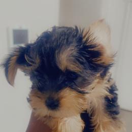 Boy 1 - Black and gold Yorkshire Terrier puppy in Fort Worth, Texas from Mina’s Minnies