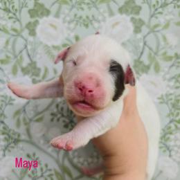 Maya- LUA liver long coat - White and liver brown female Dalmatian puppy in Jefferson, Georgia from Spotted Jewels Dalmatians