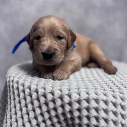 Boy 3 Pick - Golden male Golden Retriever puppy in Piedmont, South Carolina from The Farm at Saluda Ridge