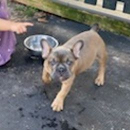 French Bulldogs from Madigan French bulldogs