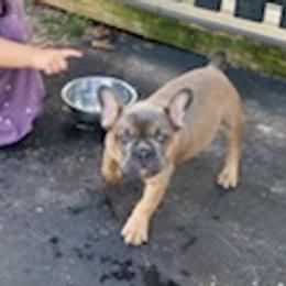 French Bulldogs from Madigan French bulldogs