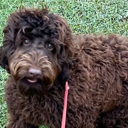 Merlot - Chocolate Australian Labradoodle puppy in Easley, South Carolina from Royal Diamond Labradoodles