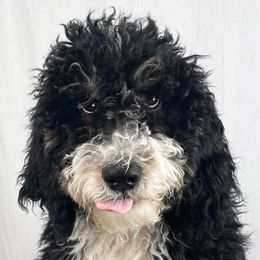 Oreo - Tri-color Bernedoodle puppy in Kansas City, Missouri from Kansas City Doodles